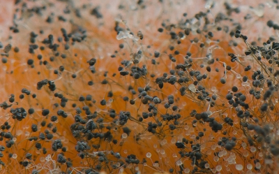 <i class='fa fa-user'></i>&nbsp;Bert Veerman&nbsp;|  Rhizopus sp.&nbsp; <i class='fa fa-eye'>&nbsp;161</i> &nbsp; <i class='fa fa-comment-o'>&nbsp;13</i>