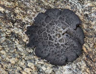 <i class='fa fa-user'></i>&nbsp;Robert Rodenburg&nbsp;|  Umbilicaria decussata&nbsp; <i class='fa fa-eye'>&nbsp;124</i> &nbsp; <i class='fa fa-comment-o'>&nbsp;5</i>