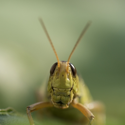 <i class='fa fa-user'></i>&nbsp;Jan Luit&nbsp;|  Melanoplus femurrubrum&nbsp; <i class='fa fa-eye'>&nbsp;107</i> &nbsp; <i class='fa fa-comment-o'>&nbsp;2</i>