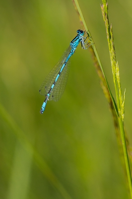<i class='fa fa-user'></i>&nbsp;Willem Verhagen&nbsp;|  Vogelwaterjuffer&nbsp; <i class='fa fa-eye'>&nbsp;81</i> &nbsp; <i class='fa fa-comment-o'>&nbsp;0</i>