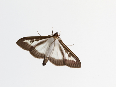 <i class='fa fa-user'></i>&nbsp;Ad Sprang&nbsp;|  Buxusmot&nbsp; <i class='fa fa-eye'>&nbsp;191</i> &nbsp;<i class='fa fa-thumbs-up'>&nbsp;7</i> &nbsp; <i class='fa fa-comment-o'>&nbsp;15</i>