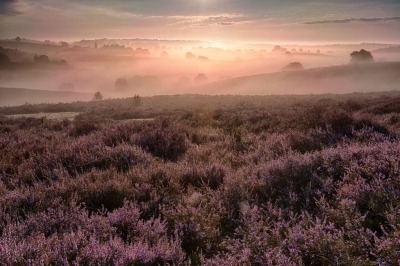 <i class='fa fa-user'></i>&nbsp;Bendiks Westerink&nbsp;|  Purple dreams&nbsp; <i class='fa fa-eye'>&nbsp;217</i> &nbsp;<i class='fa fa-thumbs-up'>&nbsp;8</i> &nbsp; <i class='fa fa-comment-o'>&nbsp;6</i>