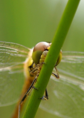 <i class='fa fa-user'></i>&nbsp;Jelle Bakker&nbsp;|  Bruinrode Heidelibel&nbsp; <i class='fa fa-eye'>&nbsp;86</i> &nbsp; <i class='fa fa-comment-o'>&nbsp;3</i>