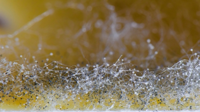 <i class='fa fa-user'></i>&nbsp;Bert Veerman&nbsp;|  Rhizopus sp.&nbsp; <i class='fa fa-eye'>&nbsp;129</i> &nbsp;<i class='fa fa-thumbs-up'>&nbsp;2</i> &nbsp; <i class='fa fa-comment-o'>&nbsp;2</i>