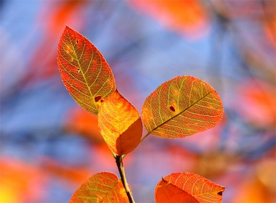 <i class='fa fa-user'></i>&nbsp;Ron van Elst&nbsp;| Herfstkleuren 2005&nbsp; <i class='fa fa-eye'>&nbsp;326</i> &nbsp;<i class='fa fa-thumbs-up'>&nbsp;1</i> &nbsp; <i class='fa fa-comment-o'>&nbsp;6</i>