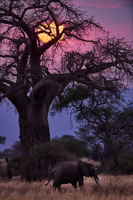 <i class='fa fa-user'></i>&nbsp;peter wijn&nbsp;|  Afrikaanse Baobab / Apenbroodboom&nbsp; <i class='fa fa-eye'>&nbsp;198</i> &nbsp;<i class='fa fa-thumbs-up'>&nbsp;3</i> &nbsp; <i class='fa fa-comment-o'>&nbsp;10</i>