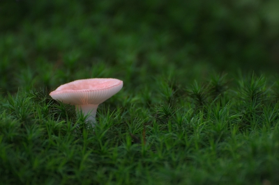 Dezelfde foto maar dan zonder zwarte vlekjes op de rand van de paddenstoel.