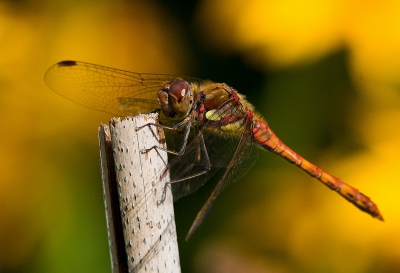 Deze soort zie ik niet vaak in mijn tuin maar soms heb je geluk en blijft hij lang genoeg zitten.