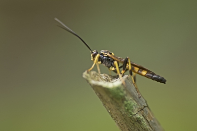<i class='fa fa-user'></i>&nbsp;Jan Luit&nbsp;|  Ichneumonini sp.&nbsp; <i class='fa fa-eye'>&nbsp;128</i> &nbsp; <i class='fa fa-comment-o'>&nbsp;4</i>