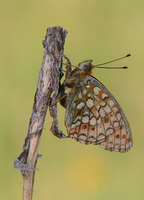 <i class='fa fa-user'></i>&nbsp;koekieman&nbsp;|  Duinparelmoervlinder&nbsp; <i class='fa fa-eye'>&nbsp;134</i> &nbsp;<i class='fa fa-thumbs-up'>&nbsp;2</i> &nbsp; <i class='fa fa-comment-o'>&nbsp;4</i>