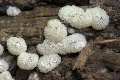 <i class='fa fa-user'></i>&nbsp;danny.declercq&nbsp;|  Ceratiomyxa porioides&nbsp; <i class='fa fa-eye'>&nbsp;161</i> &nbsp;<i class='fa fa-thumbs-up'>&nbsp;1</i> &nbsp; <i class='fa fa-comment-o'>&nbsp;7</i>