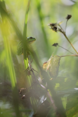 Stond al heel lang op mijn wensen lijstje...maar het kwam er telkens maar niet van. Afgelopen dinsdag op een warme zonnige ochtend dan toch eindelijk die schattige beestjes in het echt mogen zien. Door de felle zon lastig te fotograferen, maar met geduld en door goed te zoeken vond ik deze die zichzelf in de schaduw had gezet!