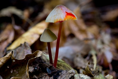 <i class='fa fa-user'></i>&nbsp;Hans Adema&nbsp;|  Prachtmycena&nbsp; <i class='fa fa-eye'>&nbsp;176</i> &nbsp;<i class='fa fa-thumbs-up'>&nbsp;2</i> &nbsp; <i class='fa fa-comment-o'>&nbsp;4</i>