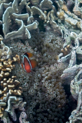 <i class='fa fa-user'></i>&nbsp;Tom212&nbsp;|  Eenbandanemoonvis&nbsp; <i class='fa fa-eye'>&nbsp;127</i> &nbsp; <i class='fa fa-comment-o'>&nbsp;1</i>
