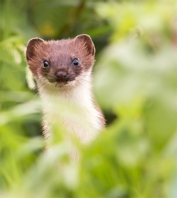 Onder het fietsen in de polder zag ik plotseling in de verte dat er een paar hermelijntjes met elkaar aan het stoeien waren. ik ben achter een damhek paal gaan zitten en heb ruim een uur kunnen genieten van de spelende hermelijntjes. Waar ik op hoopte gebeurde,er kwam een hermelijntje mijn kant op met grote sprongen. Zo heb ik een aantal leuke foto's kunnen maken waar deze er een van is.