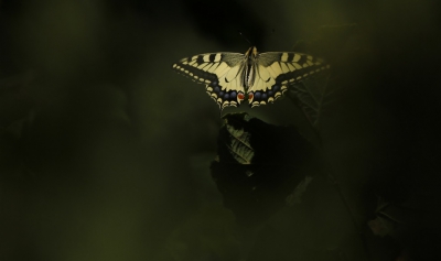 <i class='fa fa-user'></i>&nbsp;Fons Hoiting&nbsp;|  Koninginnenpage&nbsp; <i class='fa fa-eye'>&nbsp;177</i> &nbsp; <i class='fa fa-comment-o'>&nbsp;7</i>