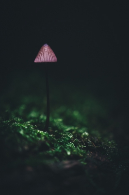 <i class='fa fa-user'></i>&nbsp;Tom212&nbsp;|  Grote Bloedsteelmycena&nbsp; <i class='fa fa-eye'>&nbsp;153</i> &nbsp;<i class='fa fa-thumbs-up'>&nbsp;3</i> &nbsp; <i class='fa fa-comment-o'>&nbsp;6</i>