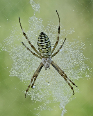 <i class='fa fa-user'></i>&nbsp;Johan van Gurp&nbsp;|  Wespspin&nbsp; <i class='fa fa-eye'>&nbsp;201</i> &nbsp;<i class='fa fa-thumbs-up'>&nbsp;7</i> &nbsp; <i class='fa fa-comment-o'>&nbsp;10</i>