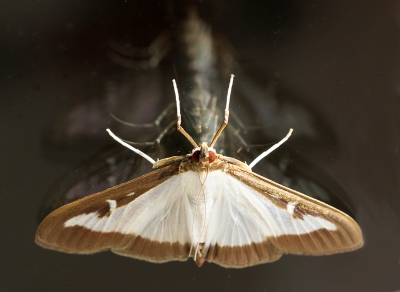 Deze buxusmot zat op het raam in de felle zon. De spiegeling vond ik wel exemplaar staan voor met hoeveel ze waren... van de buxushaag is weinig over....