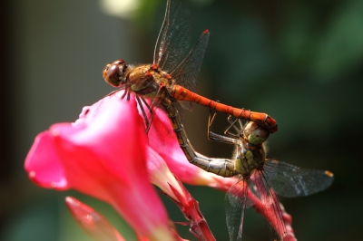 <i class='fa fa-user'></i>&nbsp;M. Schaftenaar&nbsp;|  Steenrode Heidelibel&nbsp; <i class='fa fa-eye'>&nbsp;115</i> &nbsp;<i class='fa fa-thumbs-up'>&nbsp;1</i> &nbsp; <i class='fa fa-comment-o'>&nbsp;2</i>