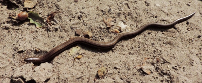 <i class='fa fa-user'></i>&nbsp;A. Soeting&nbsp;|  Hazelworm&nbsp; <i class='fa fa-eye'>&nbsp;182</i> &nbsp;<i class='fa fa-thumbs-up'>&nbsp;1</i> &nbsp; <i class='fa fa-comment-o'>&nbsp;2</i>