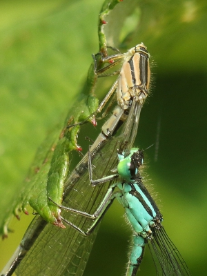 <i class='fa fa-user'></i>&nbsp;honderwa&nbsp;|  Lantaarntje&nbsp; <i class='fa fa-eye'>&nbsp;112</i> &nbsp;<i class='fa fa-thumbs-up'>&nbsp;1</i> &nbsp; <i class='fa fa-comment-o'>&nbsp;4</i>