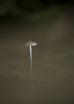 <i class='fa fa-user'></i>&nbsp;Sam Dijkstra&nbsp;|  Mycena sp.&nbsp; <i class='fa fa-eye'>&nbsp;156</i> &nbsp; <i class='fa fa-comment-o'>&nbsp;7</i>