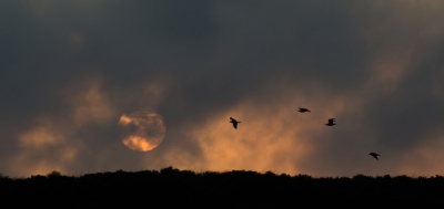 <i class='fa fa-user'></i>&nbsp;Eef Kieft&nbsp;|  Zonsondergang met meeuwen&nbsp; <i class='fa fa-eye'>&nbsp;118</i> &nbsp;<i class='fa fa-thumbs-up'>&nbsp;2</i> &nbsp; <i class='fa fa-comment-o'>&nbsp;3</i>