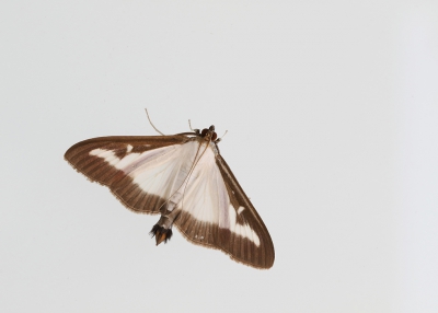 <i class='fa fa-user'></i>&nbsp;Ad Sprang&nbsp;|  Buxusmot&nbsp; <i class='fa fa-eye'>&nbsp;158</i> &nbsp; <i class='fa fa-comment-o'>&nbsp;8</i>
