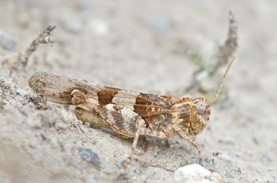<i class='fa fa-user'></i>&nbsp;Johan van Gurp&nbsp;|  Oedipoda miniata&nbsp; <i class='fa fa-eye'>&nbsp;135</i> &nbsp;<i class='fa fa-thumbs-up'>&nbsp;1</i> &nbsp; <i class='fa fa-comment-o'>&nbsp;3</i>