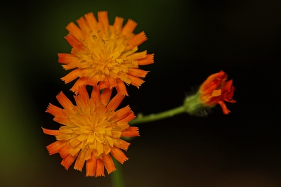 <i class='fa fa-user'></i>&nbsp;Cor&nbsp;|  Oranje Havikskruid&nbsp; <i class='fa fa-eye'>&nbsp;115</i> &nbsp;<i class='fa fa-thumbs-up'>&nbsp;2</i> &nbsp; <i class='fa fa-comment-o'>&nbsp;7</i>