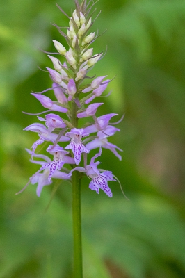 <i class='fa fa-user'></i>&nbsp;Willem Verhagen&nbsp;|  Dactylorhiza saccifera&nbsp; <i class='fa fa-eye'>&nbsp;177</i> &nbsp; <i class='fa fa-comment-o'>&nbsp;7</i>