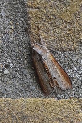 <i class='fa fa-user'></i>&nbsp;Niek Oele&nbsp;|  Astermonnik&nbsp; <i class='fa fa-eye'>&nbsp;108</i> &nbsp;<i class='fa fa-thumbs-up'>&nbsp;1</i> &nbsp; <i class='fa fa-comment-o'>&nbsp;1</i>
