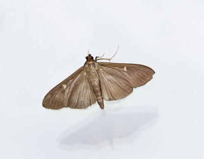 <i class='fa fa-user'></i>&nbsp;Ad Sprang&nbsp;|  Buxusmot&nbsp; <i class='fa fa-eye'>&nbsp;158</i> &nbsp;<i class='fa fa-thumbs-up'>&nbsp;3</i> &nbsp; <i class='fa fa-comment-o'>&nbsp;13</i>