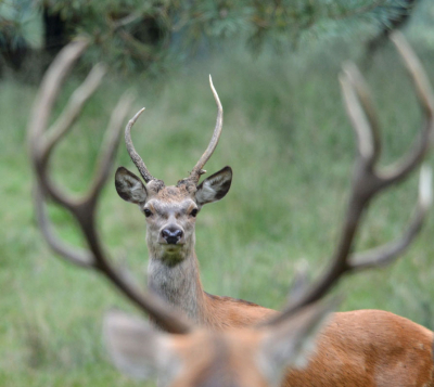Vanochtend op de Veluwe een rustig plekje opgezocht en zitten wachten onder een camo-netje. Juist toen het achterste hert tussen de geweistangen van het voorste keek, afgedrukt.