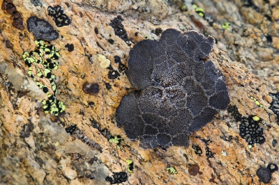 <i class='fa fa-user'></i>&nbsp;Robert Rodenburg&nbsp;|  Umbilicaria decussata&nbsp; <i class='fa fa-eye'>&nbsp;131</i> &nbsp;<i class='fa fa-thumbs-up'>&nbsp;2</i> &nbsp; <i class='fa fa-comment-o'>&nbsp;4</i>