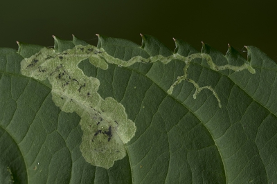 <i class='fa fa-user'></i>&nbsp;danny.declercq&nbsp;|  Phytoliriomyza melampyga&nbsp; <i class='fa fa-eye'>&nbsp;139</i> &nbsp;<i class='fa fa-thumbs-up'>&nbsp;3</i> &nbsp; <i class='fa fa-comment-o'>&nbsp;15</i>
