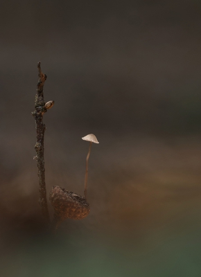 <i class='fa fa-user'></i>&nbsp;daan de vos&nbsp;|  Mycena sp.&nbsp; <i class='fa fa-eye'>&nbsp;225</i> &nbsp;<i class='fa fa-thumbs-up'>&nbsp;6</i> &nbsp; <i class='fa fa-comment-o'>&nbsp;11</i>