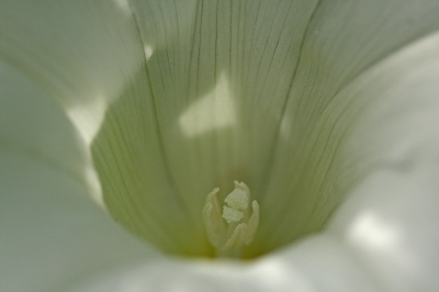 <i class='fa fa-user'></i>&nbsp;Cor&nbsp;|  Haagwinde&nbsp; <i class='fa fa-eye'>&nbsp;115</i> &nbsp;<i class='fa fa-thumbs-up'>&nbsp;3</i> &nbsp; <i class='fa fa-comment-o'>&nbsp;7</i>