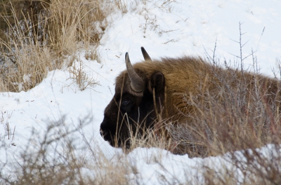 <i class='fa fa-user'></i>&nbsp;Eef Kieft&nbsp;|  Wisent&nbsp; <i class='fa fa-eye'>&nbsp;163</i> &nbsp; <i class='fa fa-comment-o'>&nbsp;1</i>