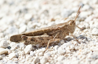 <i class='fa fa-user'></i>&nbsp;Johan van Gurp&nbsp;|  Aiolopus strepens&nbsp; <i class='fa fa-eye'>&nbsp;97</i> &nbsp; <i class='fa fa-comment-o'>&nbsp;3</i>