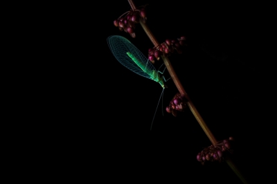 Afgelopen juli tegen de avond dit gaasvliegje vastgelegd.
Met een lampje opgelicht, dit gaf een mooi effect op de groene kleur en vleugels.