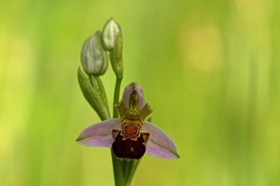 <i class='fa fa-user'></i>&nbsp;Cor&nbsp;|  Bijenorchis&nbsp; <i class='fa fa-eye'>&nbsp;106</i> &nbsp; <i class='fa fa-comment-o'>&nbsp;4</i>