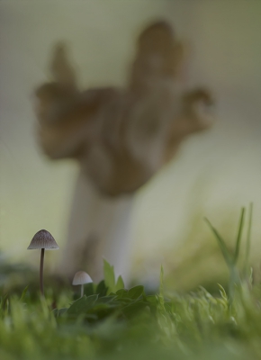 <i class='fa fa-user'></i>&nbsp;daan de vos&nbsp;|  Mycena sp.&nbsp; <i class='fa fa-eye'>&nbsp;211</i> &nbsp;<i class='fa fa-thumbs-up'>&nbsp;2</i> &nbsp; <i class='fa fa-comment-o'>&nbsp;7</i>