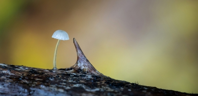<i class='fa fa-user'></i>&nbsp;Bemaliri&nbsp;|  Suikermycena&nbsp; <i class='fa fa-eye'>&nbsp;145</i> &nbsp;<i class='fa fa-thumbs-up'>&nbsp;6</i> &nbsp; <i class='fa fa-comment-o'>&nbsp;6</i>