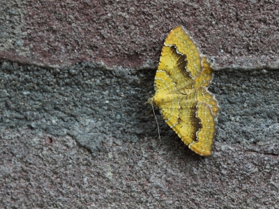 <i class='fa fa-user'></i>&nbsp;Ad Sprang&nbsp;|  Gestreepte Goudspanner&nbsp; <i class='fa fa-eye'>&nbsp;159</i> &nbsp;<i class='fa fa-thumbs-up'>&nbsp;2</i> &nbsp; <i class='fa fa-comment-o'>&nbsp;7</i>