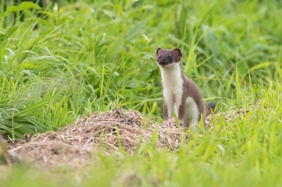 Onder het fietsen in de polder zag ik plotseling in de verte dat er een paar hermelijntjes met elkaar aan het stoeien waren. ik ben achter een damhek paal gaan zitten en heb ruim een uur kunnen genieten van de spelende hermelijntjes. Waar ik op hoopte gebeurde,er kwam een hermelijntje mijn kant op met grote sprongen. Zo heb ik een aantal leuke foto's kunnen maken waar deze er een van is.