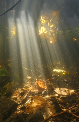 <i class='fa fa-user'></i>&nbsp;jeroen verhoeff&nbsp;|  Zoet onderwater landschap&nbsp; <i class='fa fa-eye'>&nbsp;241</i> &nbsp;<i class='fa fa-thumbs-up'>&nbsp;5</i> &nbsp; <i class='fa fa-comment-o'>&nbsp;4</i>