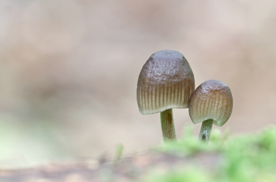 <i class='fa fa-user'></i>&nbsp;Johan van Gurp&nbsp;|  Streepsteelmycena&nbsp; <i class='fa fa-eye'>&nbsp;197</i> &nbsp;<i class='fa fa-thumbs-up'>&nbsp;4</i> &nbsp; <i class='fa fa-comment-o'>&nbsp;6</i>