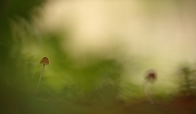 <i class='fa fa-user'></i>&nbsp;Pieter  LJ&nbsp;|  Mycena sp.&nbsp; <i class='fa fa-eye'>&nbsp;136</i> &nbsp;<i class='fa fa-thumbs-up'>&nbsp;1</i> &nbsp; <i class='fa fa-comment-o'>&nbsp;5</i>